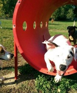 Belleville Dog Park